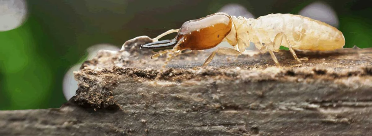 Termite Wood