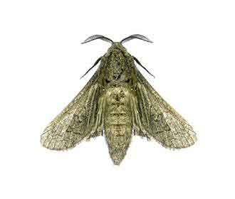 Brown house moth