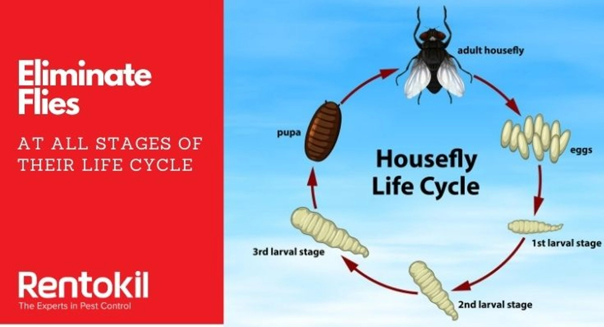 Debugged Blog What you need to know about indoor and outdoor pest control Flies Life Cycle