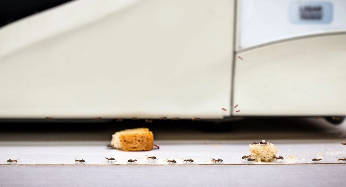 Ants on food crumbs on hospital floor