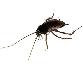 ant