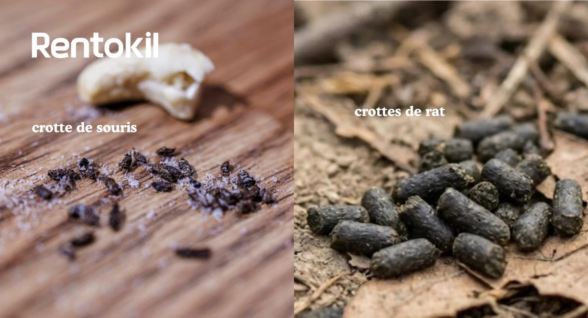 crottes de rat et crottes de souris