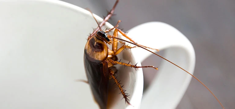 cockroach in mug