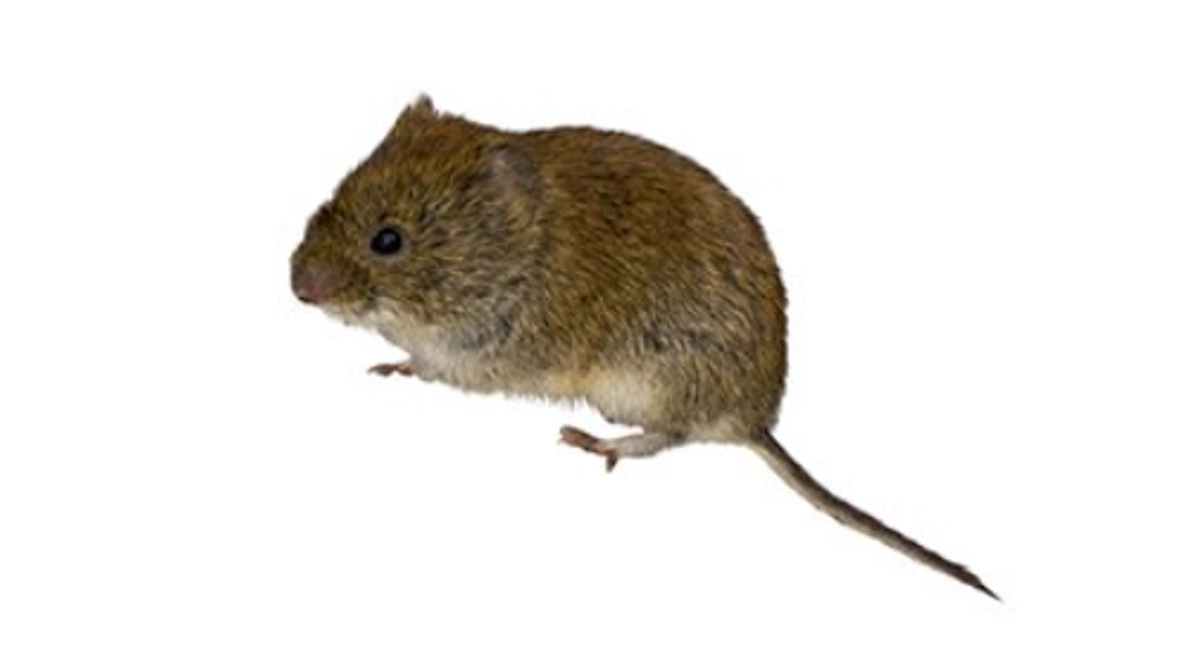 Rosse woelmuis