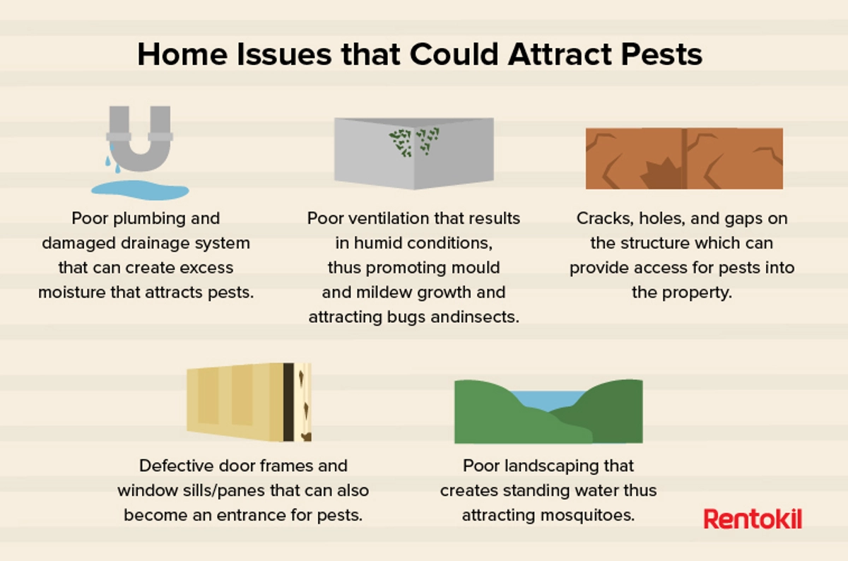home issues that could attract pests