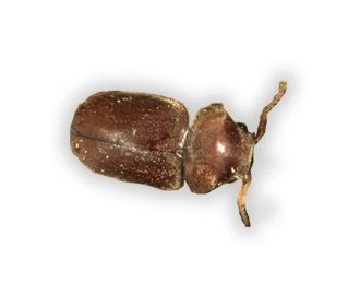 Cigarette Beetle