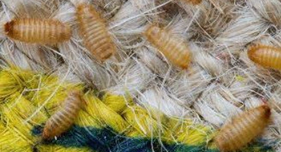 Khapra Beetle