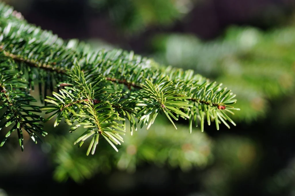 Hemlock With Woolly Adelgid Infestation