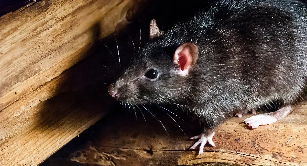 Zwarte rat