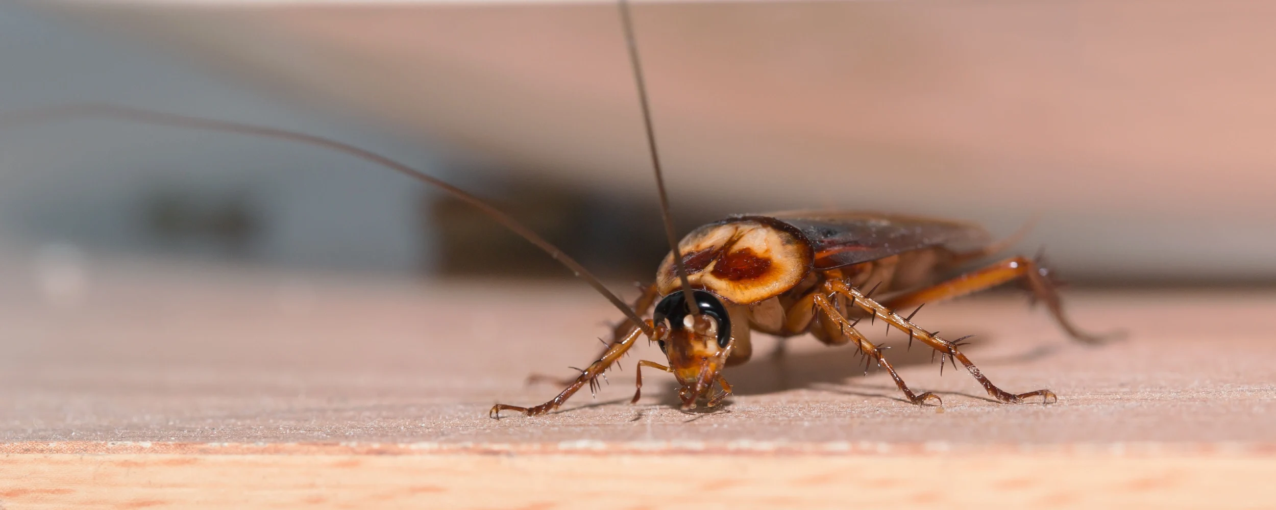 Cockroach Crawling