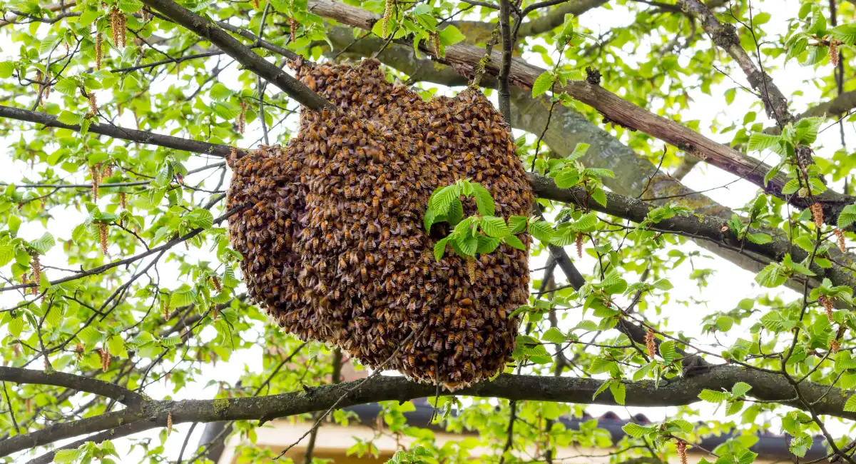 Bees on nest