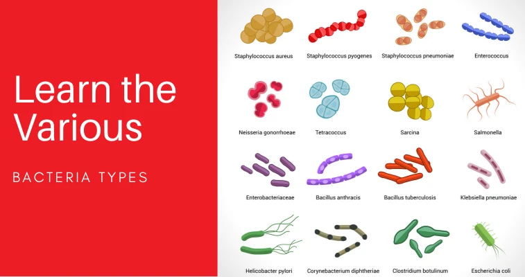 Bacteria types