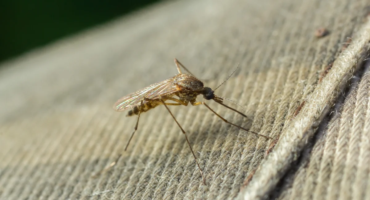 common house mosquito