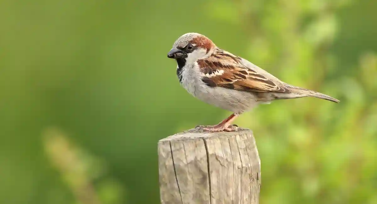 sparrow perched on wooden post