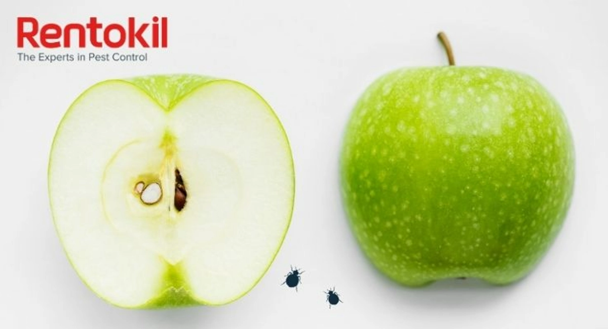 Debugged-Blog-Bed-Bugs-As-Small-As-Apple-Seeds