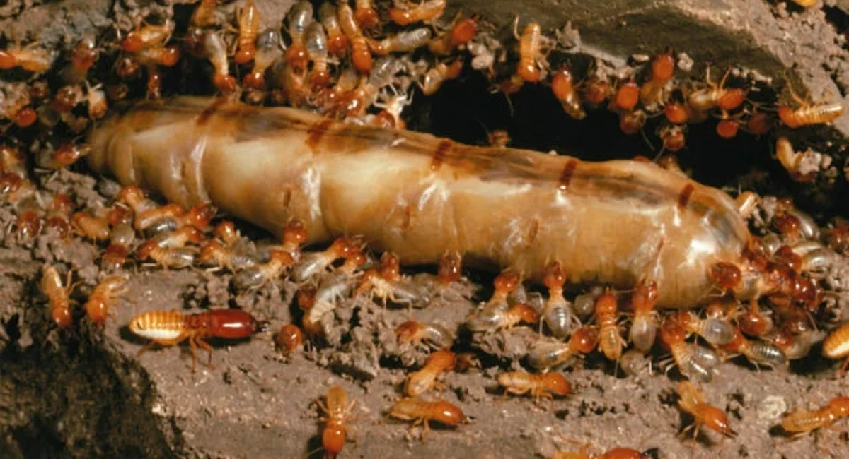 Termite queen and king