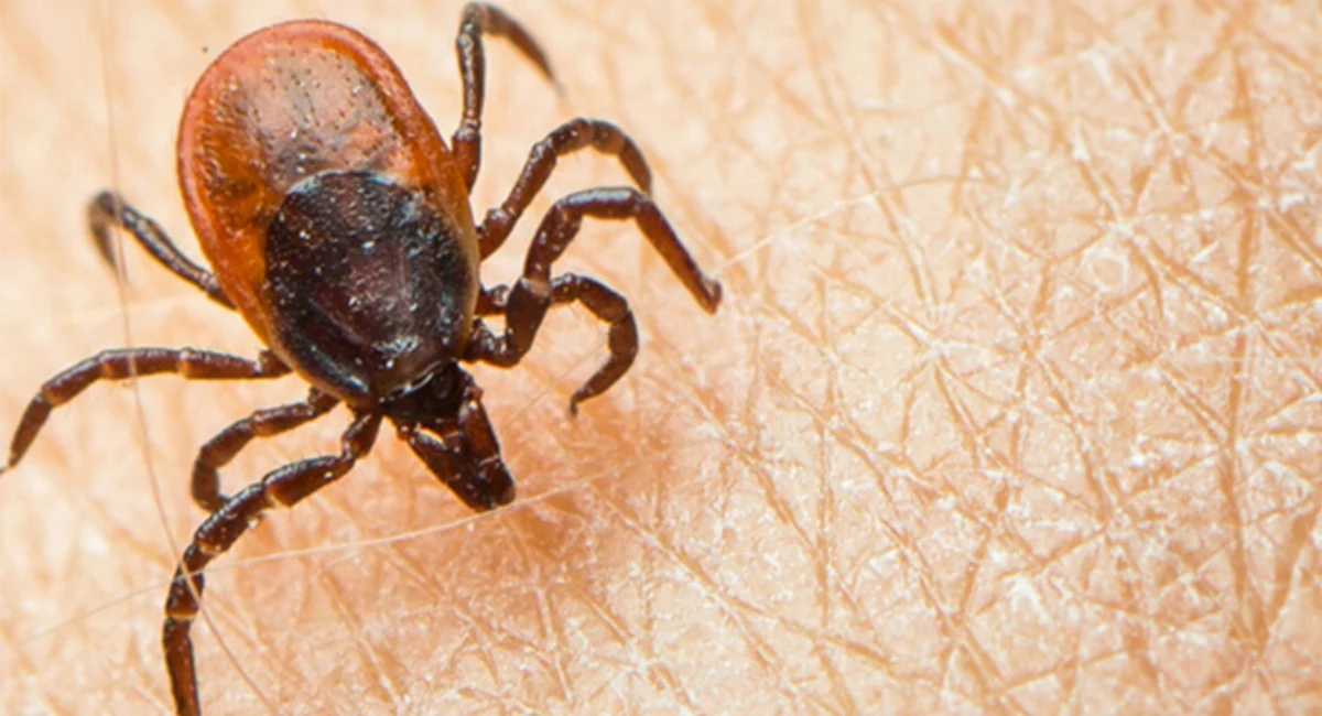 Tick