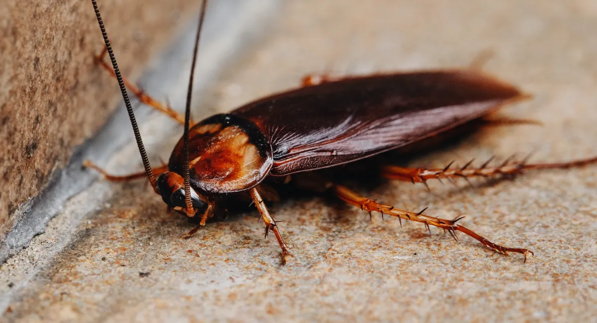 cockroach