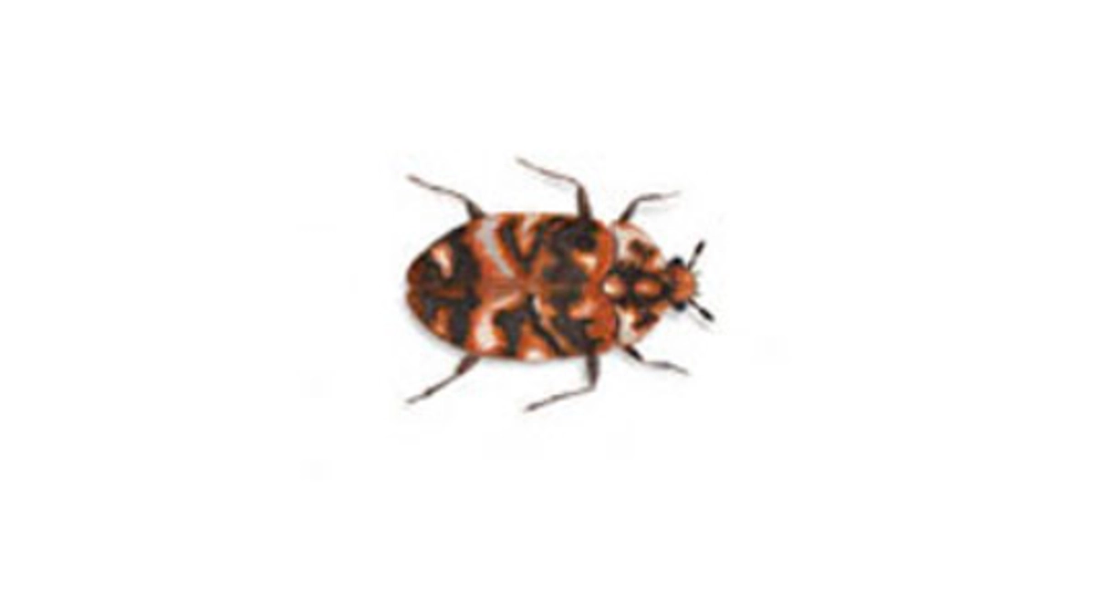 Varied carpet beetle