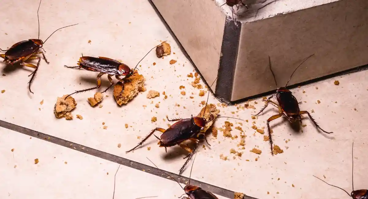 cockroaches crawling on the bottom of a kitchen appliance amongst crumbs