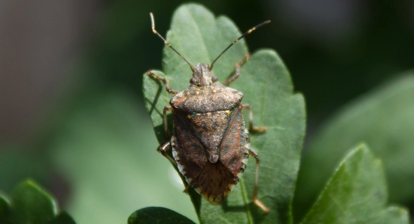 stink bug