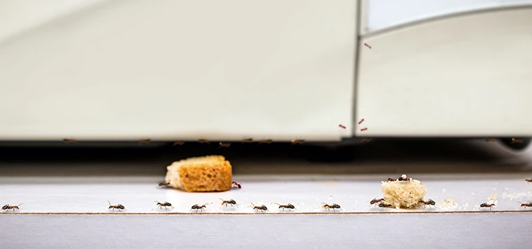 Debugged Blog Pest Home Remedies To Get Rid of Ants Food That Attract Ants