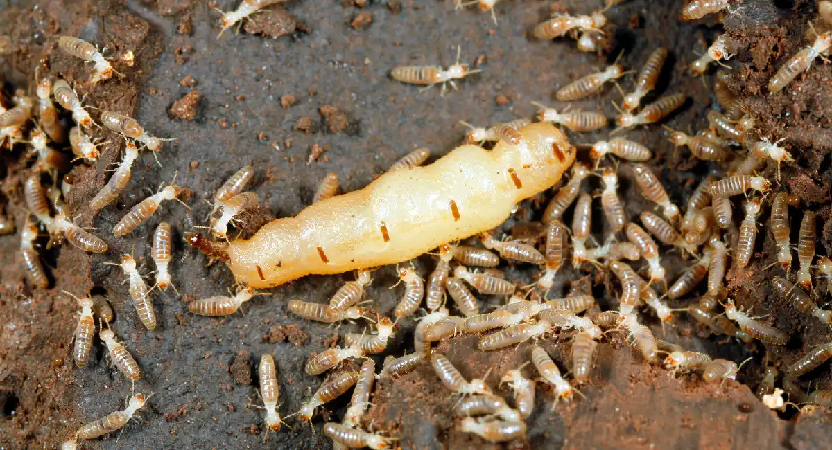 termite king