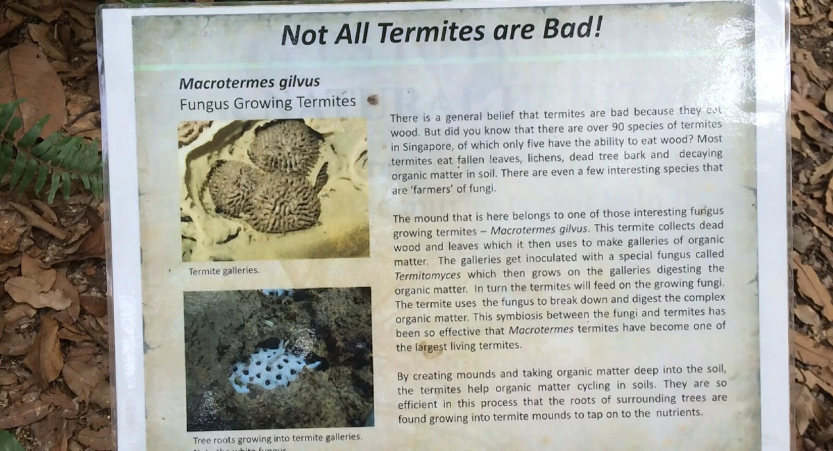 not all termites are bad