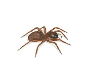 Trapdoor Spider