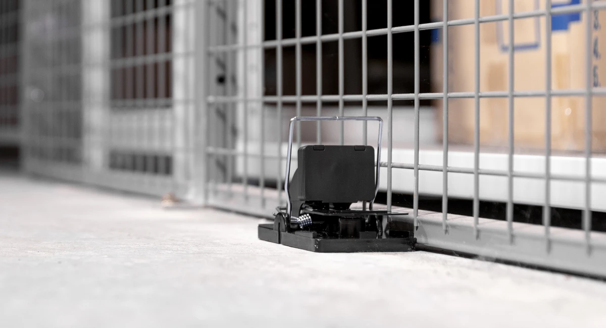 Debugged Blog Why Pest Proofing Is Important During Covid 19 Rat Proofing Pest Control