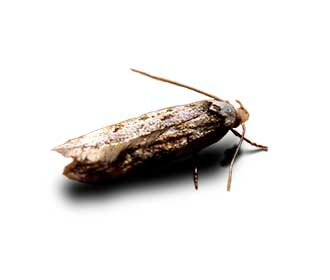 white-shouldered-house-moth