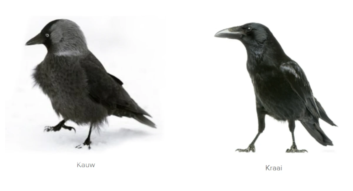 kauw