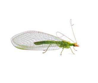 Lacewings