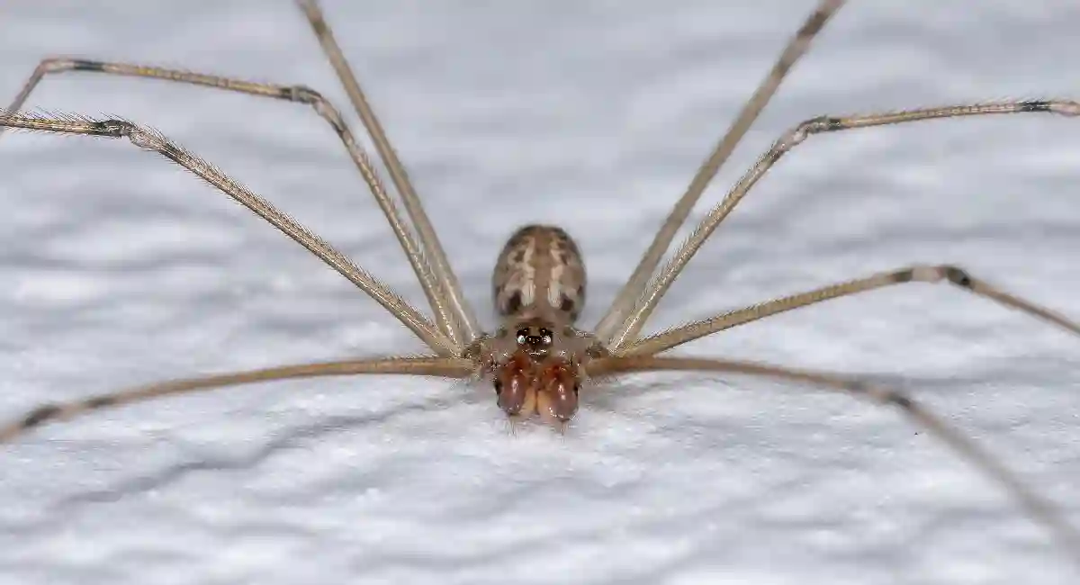 Cellar Spiders