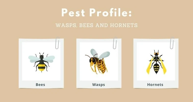 Wasps Bees Hornets Pest Profile