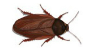 Pycnoscelus Surinamensis