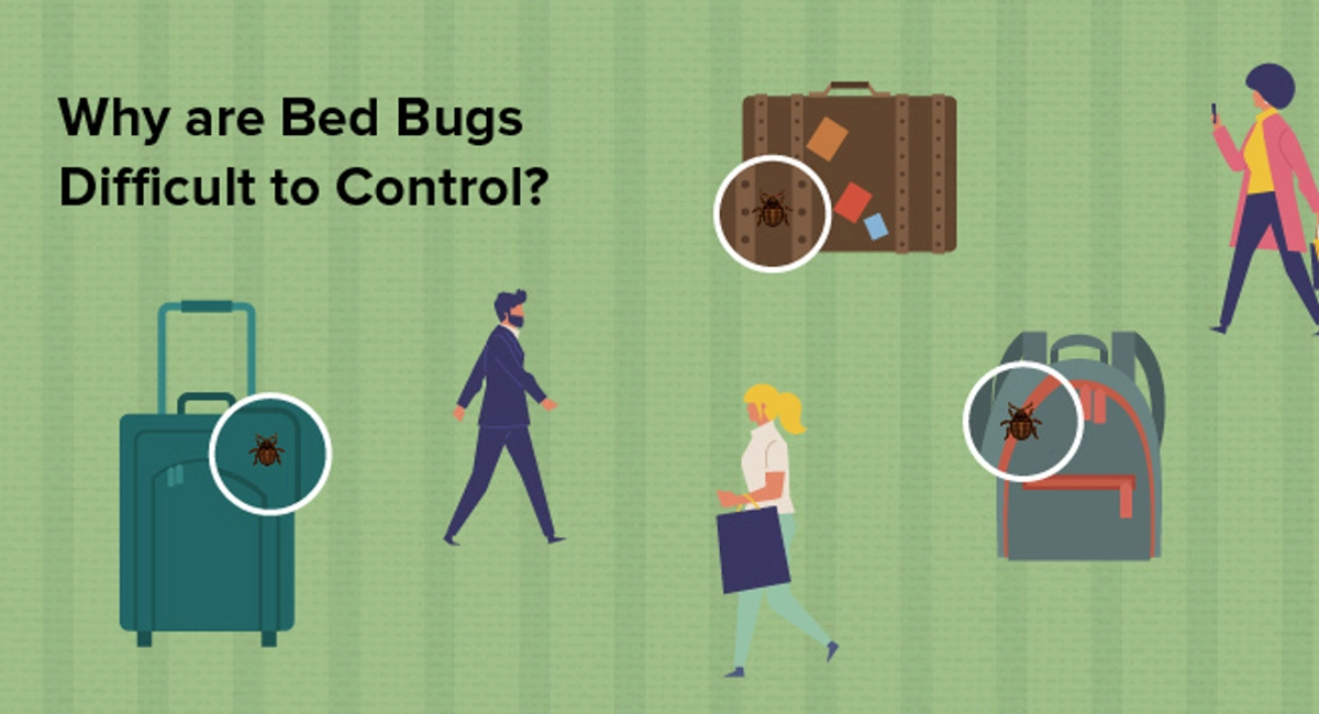 Why are bed bugs difficult to control