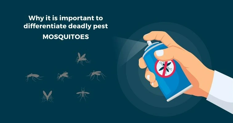 The Same Important To Differentiate Between Midges and Mosquitoes