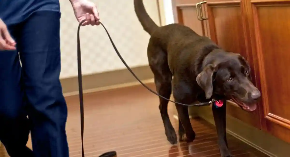 rentokil bed bug dog