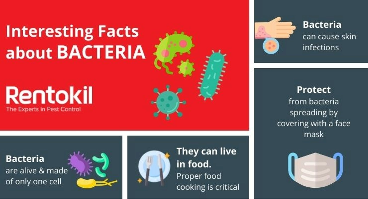 Debugged Blog 5 Common Myths of Surface Disinfection in Singapore 4 Facts About Bacteria
