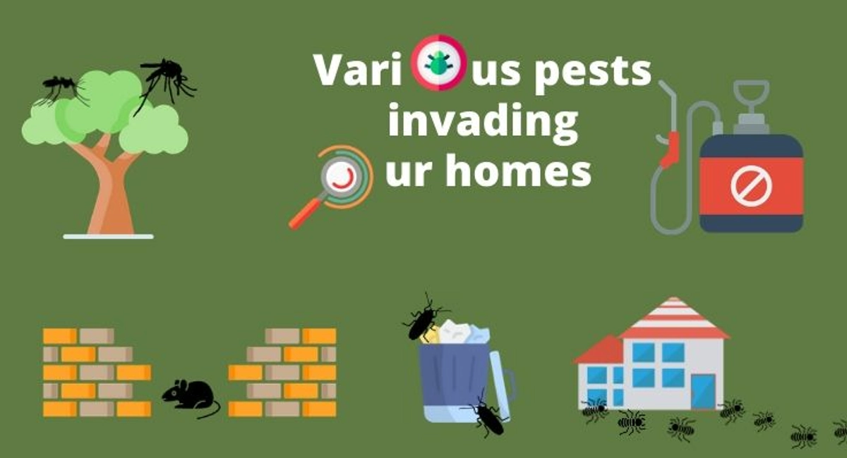 Debugged Blog What Actions To Take After COVID Key Activities Various Pests Infesting Homes