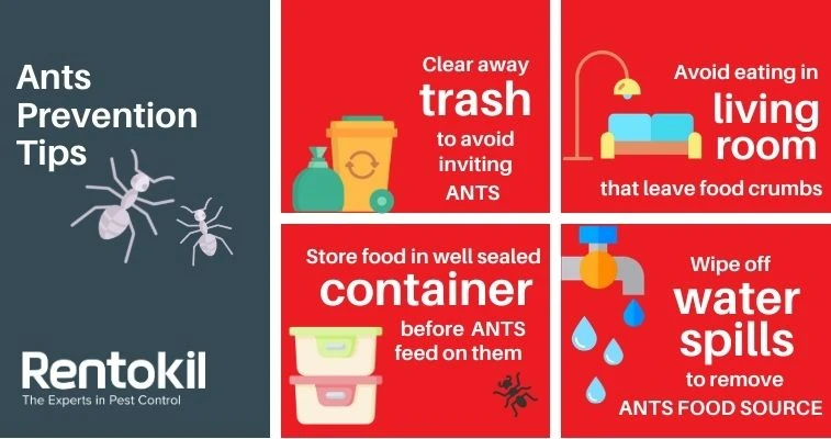 Ants Prevention Tips