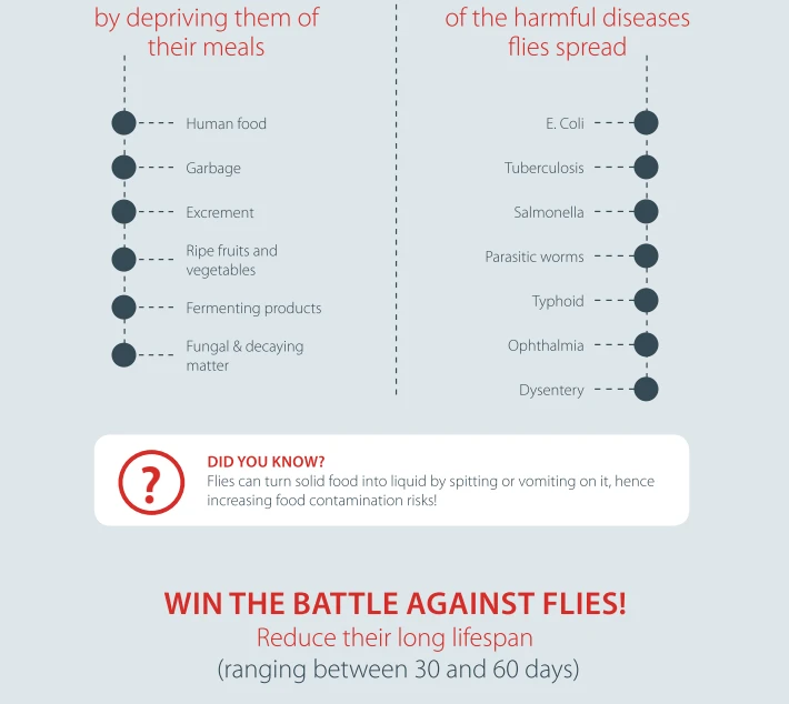 sg-fly-infographic
