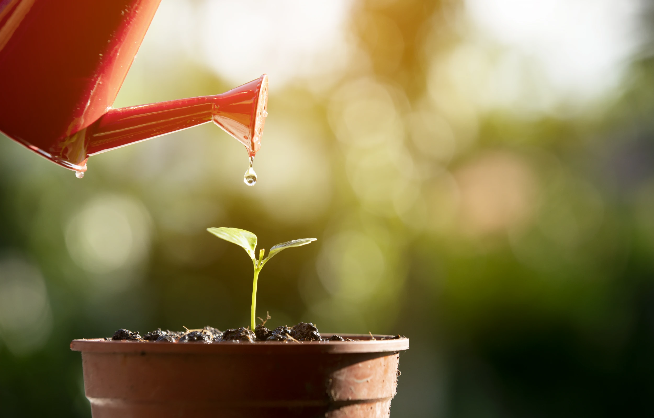 Do you have poor plant watering habits?
