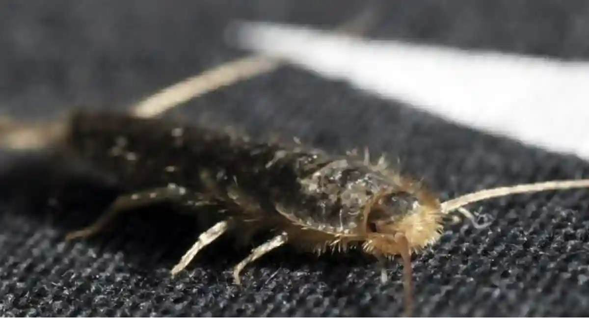Silverfish on a black floor mat