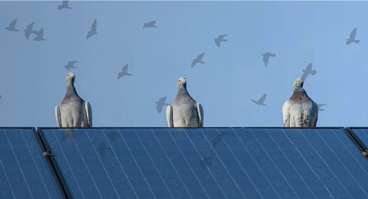 Don’t forget to check your solar panels