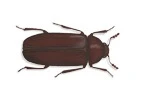 Dermestes Beetle