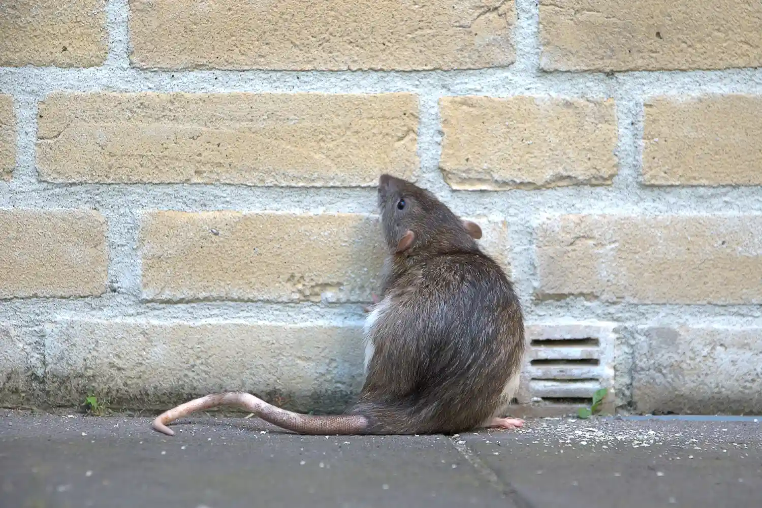 ratten