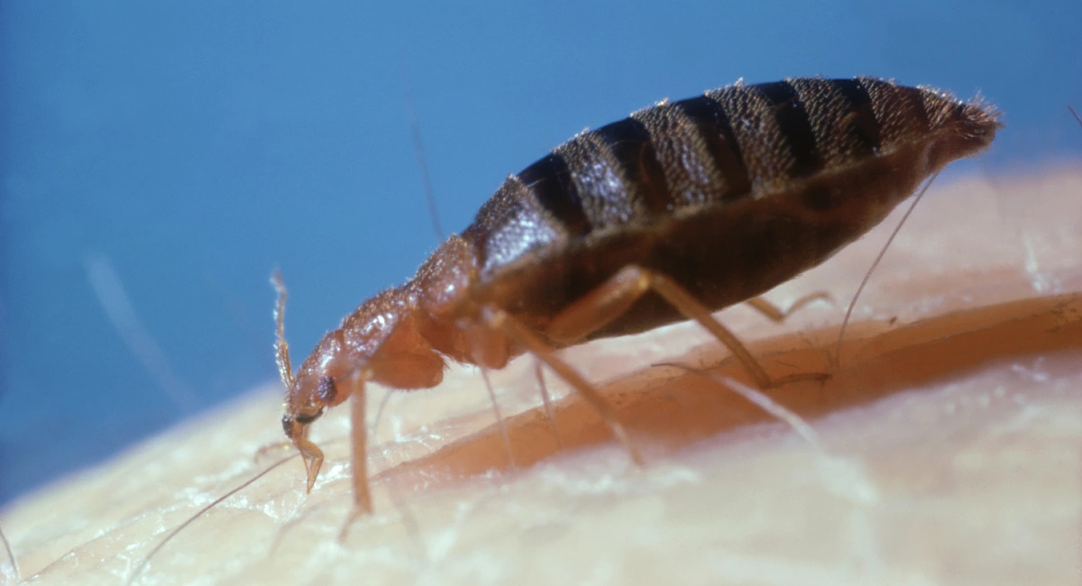 bedbug