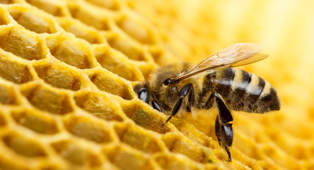 Contrairement aux guêpes, les abeilles produisent du miel.